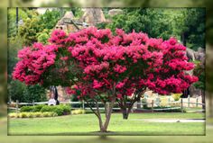 a pink tree in the middle of a park