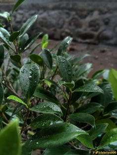 some green leaves with water drops on them and a stone wall in the back ground