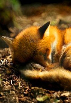 a red fox curled up asleep on the ground