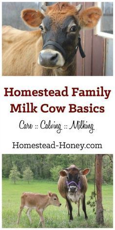 a cow and calf standing next to each other in front of a fence with the words, homestead family milk cow basics