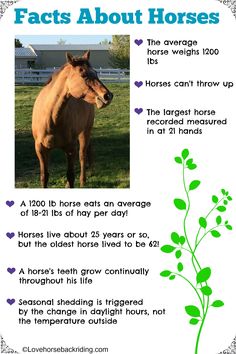 a poster with an image of a horse on it's back and the words fact about horses