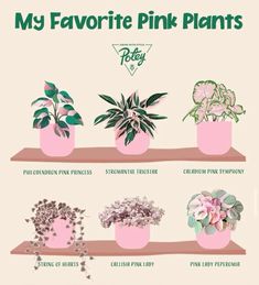 a poster with different types of pink plants in pots on top of each other and the words, my favorite pink plants