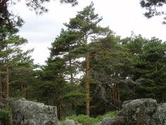 some rocks and trees on a cloudy day