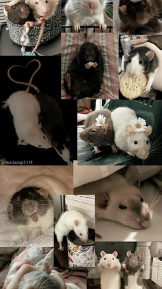 many different pictures of mice and gerbils together