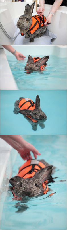 an animal in the water with orange life vests