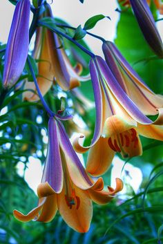 purple and orange flowers hanging from a tree