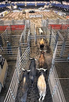 cattle are lined up in their stalls at a rodeo or competition, with one being herded by the other