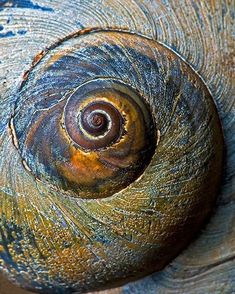 a close up view of the center of a snail's shell, which is brown and blue