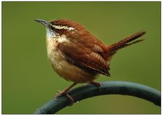 a small brown bird sitting on top of a metal fence post next to a green background