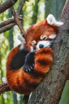 a red panda sleeping in a tree with its paws on the branch and eyes closed