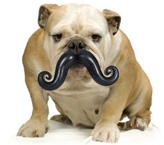 a bulldog with a fake moustache on it's nose is sitting down