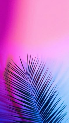 a palm leaf in front of a multicolored background