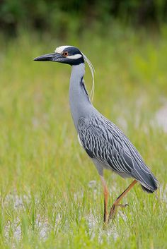 a grey and white bird standing in the grass