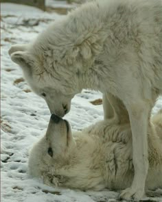 two white wolfs are playing with each other in the snow together, one is biting another's ear