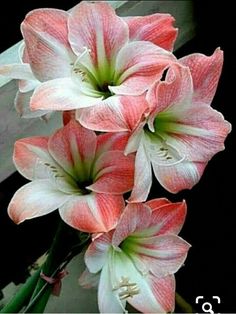 pink and white flowers are in a vase