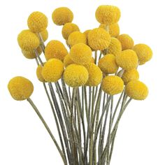 PRICES MAY VARY. Floral arrangement: billy balls flowers dried are very beautiful, the bright yellow color can be matched with any other artificial flowers and dried flowers, it is an interesting addition to your handmade flower arrangement, creating a warm and romantic atmosphere. Gift of nature: billy balls flowers artificial are a lovely and delicate flower that will add a pop of color to your wedding decor. Billy Balls can easily be incorporated into your wedding corsages, bouquets, wedding Diy Flower Arrangements Home, Wedding Table Vases, Yellow Wedding Decorations, Tall Vase Decor, October Wedding Flowers, Flower Arrangements Wedding, Grow Garden, Flower Identification, Billy Balls