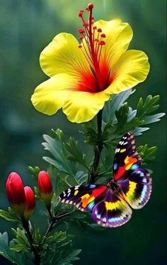 a yellow flower with a butterfly sitting on it's wing next to red flowers