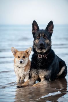 two dogs are sitting in the water at the edge of the beach, one is brown and black