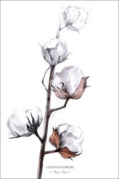 a drawing of cotton flowers on a white background