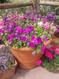 a large pot filled with lots of purple and white flowers next to other pots full of pink and purple flowers