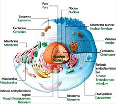 8 Mejores Imagenes De Celulas Celulas Eucariota Celula Eucariota