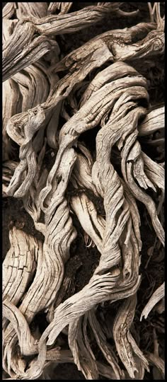 the bark is very old and has been used to create an interesting background for this photograph