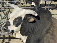 a black and white cow with horns standing next to a fence in an enclosed area