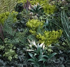 an assortment of plants and foliage in a garden