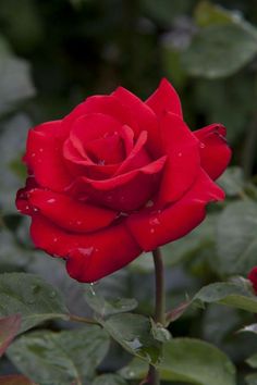 a red rose with water droplets on it