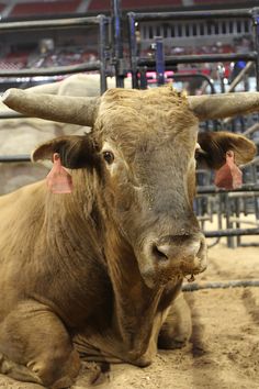 a bull with large horns sitting in the dirt