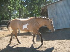 a brown and white horse walking in an enclosed area next to a building with trees