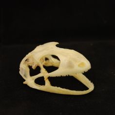 Skull - Javan Gecko