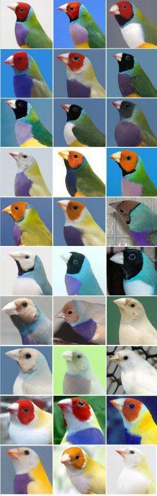 many different colored birds sitting on top of each other