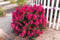 pink flowers blooming in front of a white picket fence