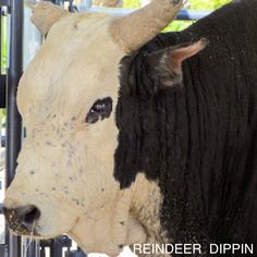 a black and white cow standing next to a metal fence