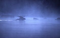 the moose is swimming in the foggy water