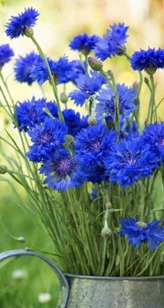 blue flowers are in a metal watering can