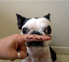 a small dog with a mustache drawn on its nose is being held by a person