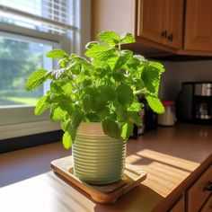 a potted plant sitting on top of a wooden counter