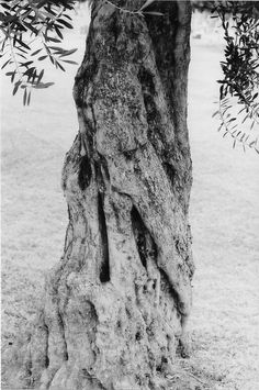 black and white photograph of an old olive tree with the bark exposed to it's sides