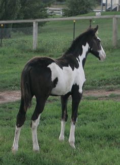 a black and white horse standing on top of a lush green field