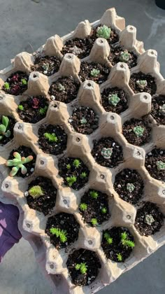 there are many plants that are in the trays on the table and one person is holding it