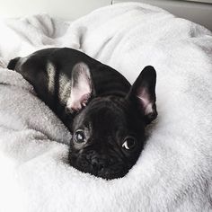 a black and white photo of a dog laying on a bed looking at the camera