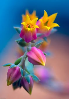 three colorful flowers with green stems and yellow centers in the foreground, against a blue background