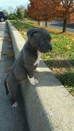 a small gray and white dog sitting on top of a cement curb next to a street