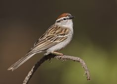 a small bird sitting on top of a branch