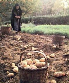 a woman standing next to a basket full of potatoes on top of a dirt field