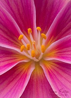 the center of a pink flower with yellow stamens on it's petals