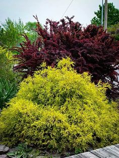 a red fire hydrant sitting next to a lush green bush on top of a wooden walkway