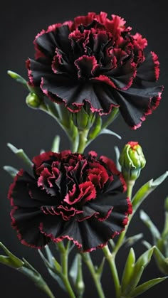 two black and red flowers with green stems